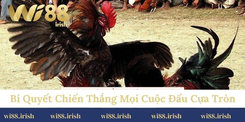 Bí quyết chiến thắng mọi cuộc đấu cựa tròn