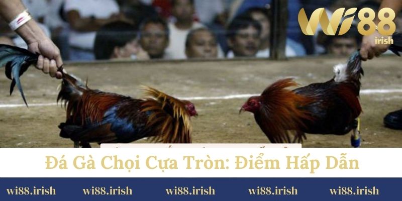Đá gà chọi cựa tròn: điểm hấp dẫn