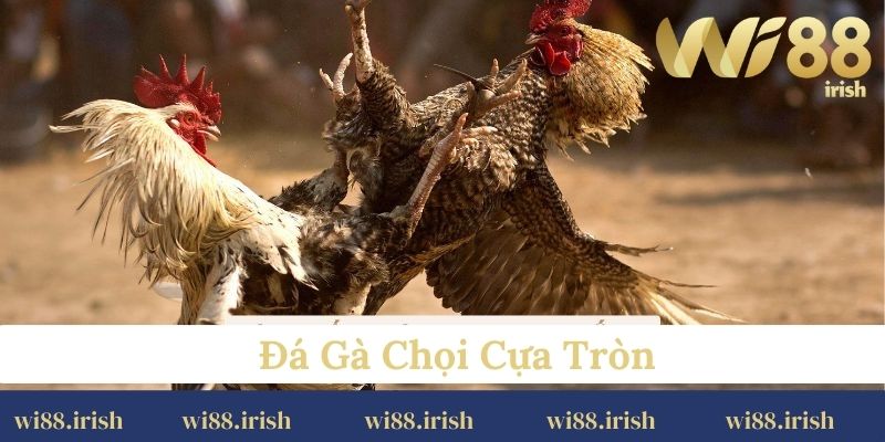 đá gà cựa tròn