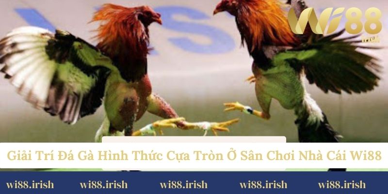 Giải trí đá gà hình thức cựa tròn ở sân chơi nhà cái Wi88