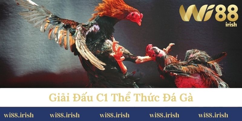 Giải đấu C1 thể thức đá gà