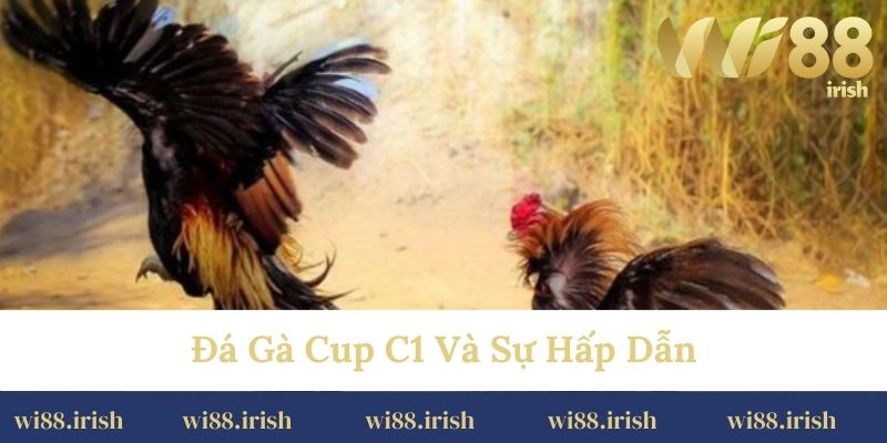 Đá gà cup C1 và sự hấp dẫn