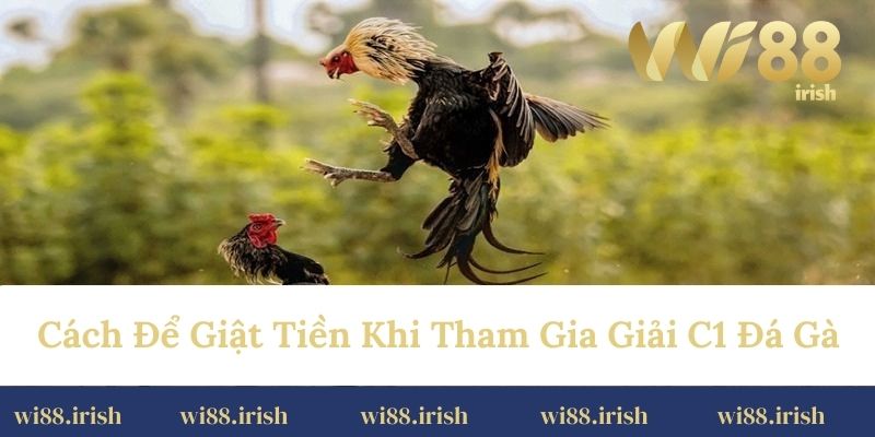 Cách để giật tiền khi tham gia giải C1 đá gà