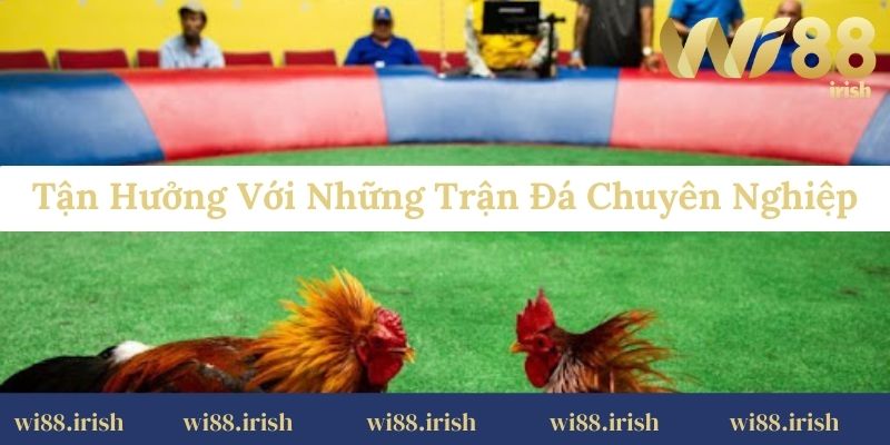 Tận hưởng với những trận đá chuyên nghiệp