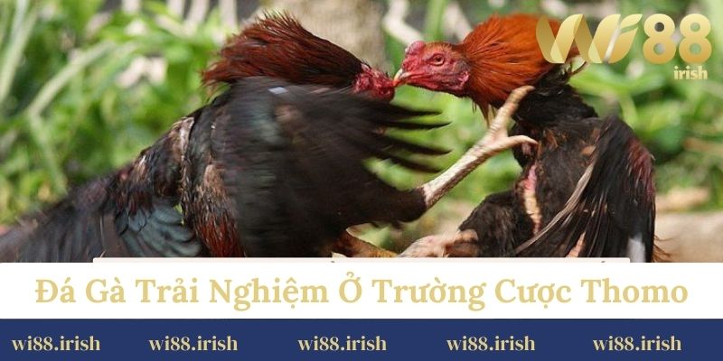 Đá gà trải nghiệm ở trường cược Thomo